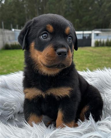 $350 : Cachorrito Rottweiler image 3