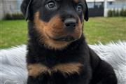 $350 : Cachorrito Rottweiler thumbnail