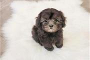 Maltipoo puppy for adoption en Phoenix
