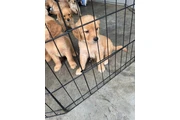 Cachorros Golden Retriever en New York