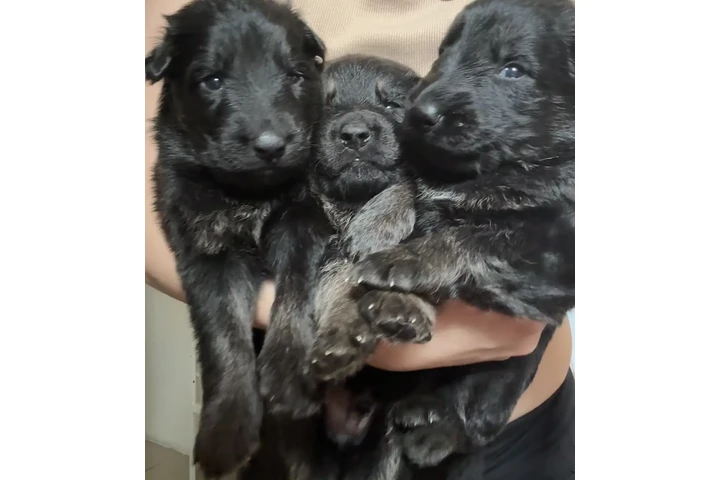 $500 : Germán Shepherd puppies image 1