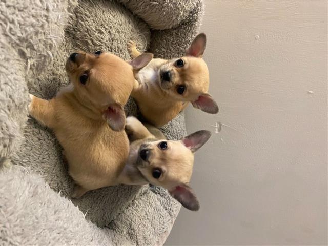 $500 : chihuahua puppies puppies image 1