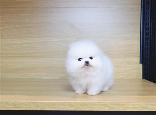 $400 : White Pomeranian Pup For Sale image 2