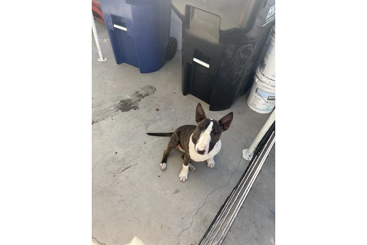 $1000 : Bull Terrier image 2