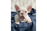French bulldog and pomeranian en Dallas