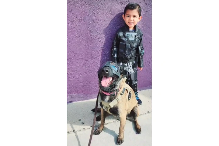 Belgian Malinois image 3