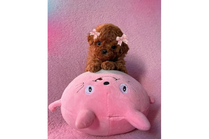 $350 : Caniche miniatura AKC image 2