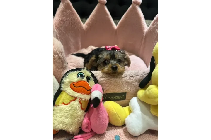 $1500 : Adorable Purebred Yorkshire image 6