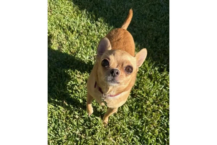 BUSCO PERRITA PERDIDA! image 2