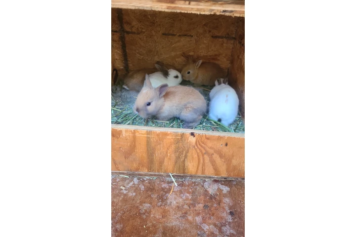 $30 : hermosos conejitos image 2