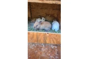 $30 : hermosos conejitos thumbnail
