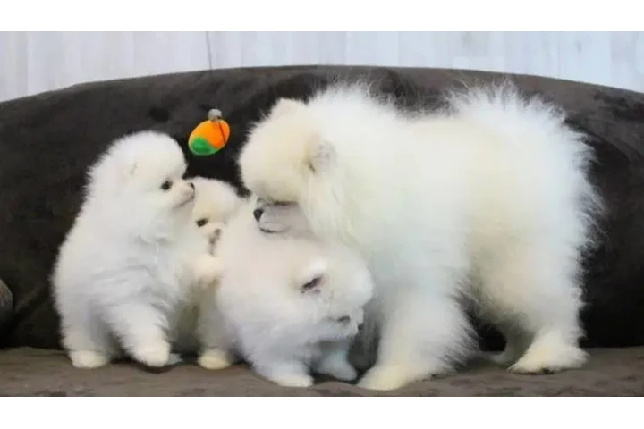 $400 : Cachorros de Pomerania image 3