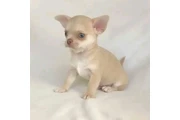 $650 : Chihuahua puppies thumbnail
