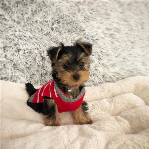 $500 : mixed breed yorkie puppy image 2