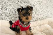 $500 : mixed breed yorkie puppy thumbnail