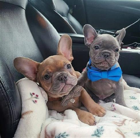 Cachorros de bulldog francés e image 1