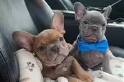 Cachorros de bulldog francés e en Yuma