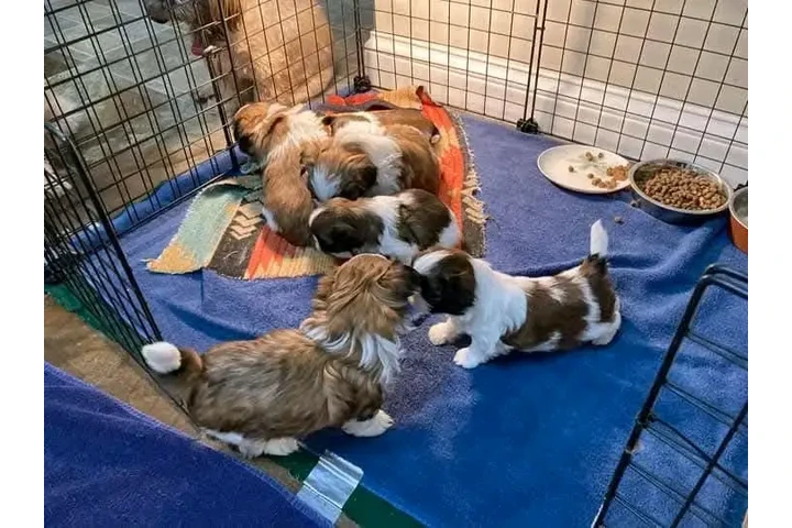 $550 : Cachorros Shih Tzu disponibles image 1