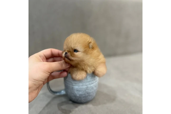 $350 : Pomerania en venta image 3