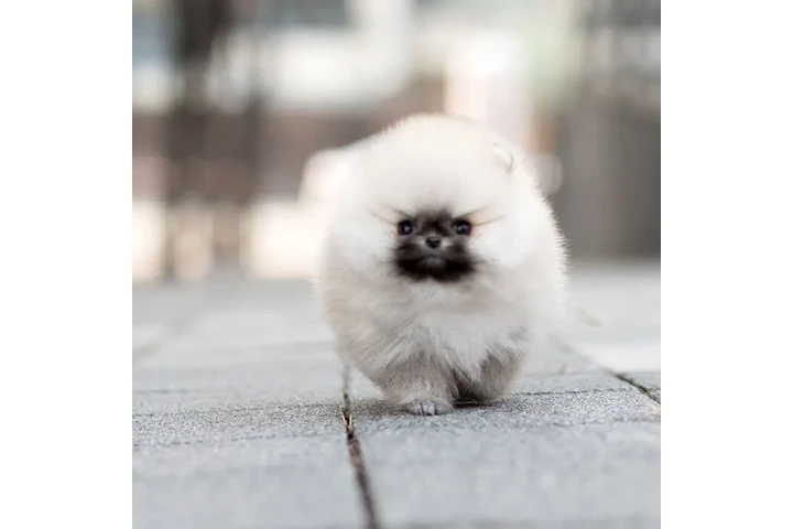 $350 : Micro Pomerania image 1
