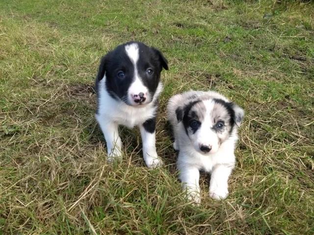 Adorables cachorros de Border image 1