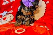 YORKIE PARA SU ADOPCION en Kingston