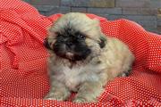 Cachorrito Shih Tzu en Kings County