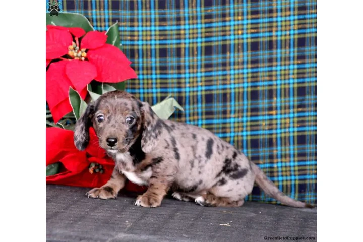$350 : Sweet dachshund puppy for sale image 1