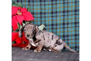Sweet dachshund puppy for sale en Tucson