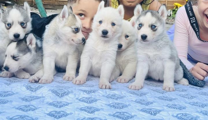 $300 : Adorables cachorros de husky image 2