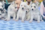 $300 : Adorables cachorros de husky thumbnail