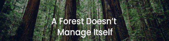 Forest management image 4
