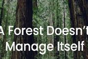 Forest management thumbnail 4