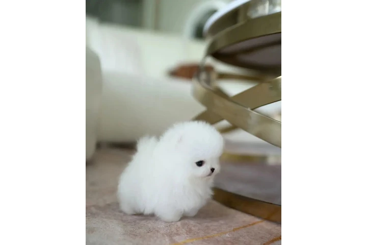 $300 : French bulldog and Pomeranian image 2