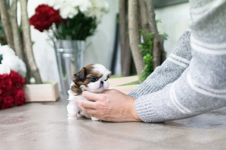 $350 : Shih Tzu taza de té image 3