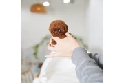 $350 : caniche mini thumbnail