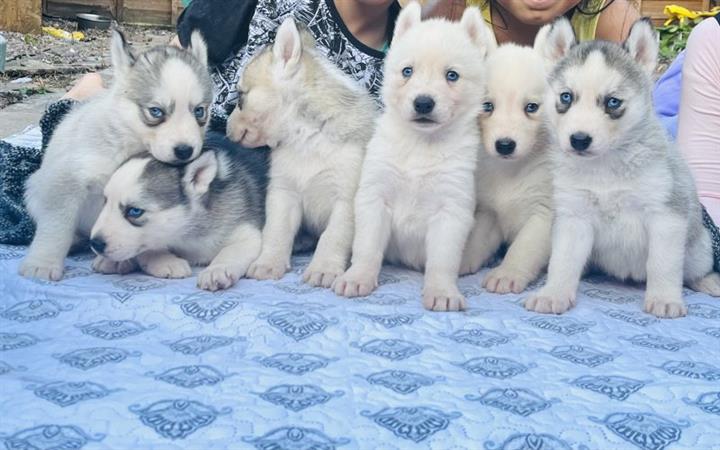 $300 : Adorables cachorros de husky image 3