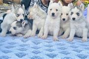 $300 : Adorables cachorros de husky thumbnail