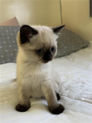 $1000 : Scottish Fold & Scottish Strai image 2