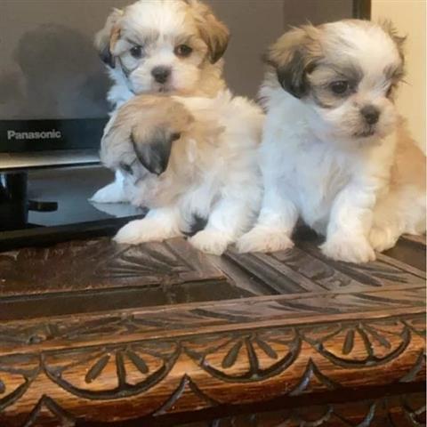 $350 : Cachorros Maltipoo a la venta image 9