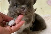 $250 : Chihuahua Puppies for sale thumbnail