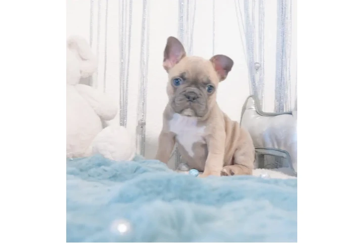 $1000 : French bulldog 4sale image 4