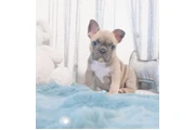 $1000 : French bulldog 4sale thumbnail