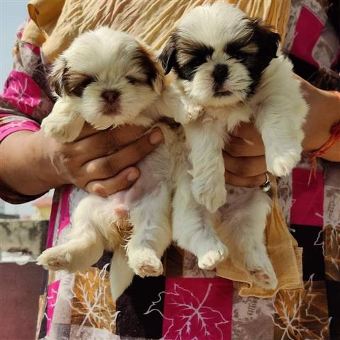 $800 : Adorables cachorros Shih Tzu m image 1