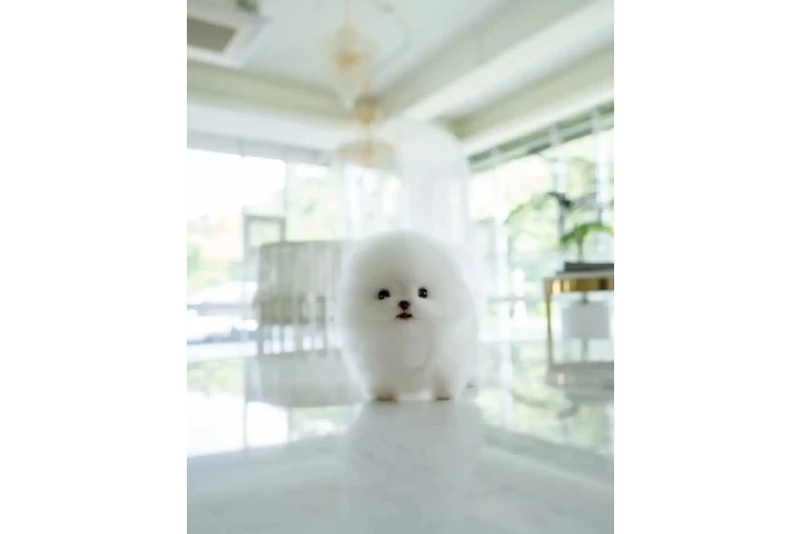 $300 : French bulldog and Pomeranian image 4