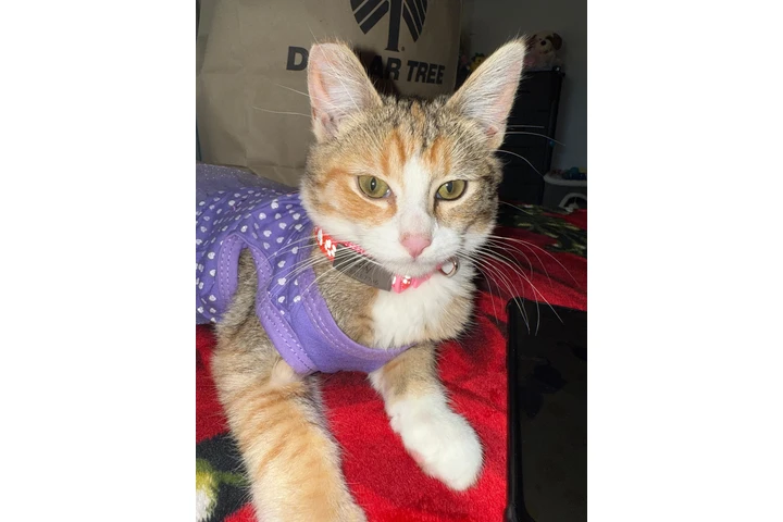 $1 : Adopción de gatito image 2