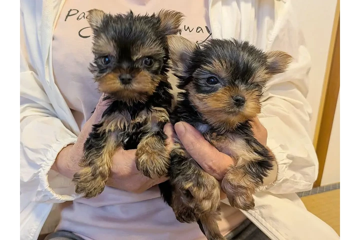 $350 : Mini Yorkie image 2