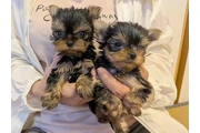 $350 : Mini Yorkie thumbnail