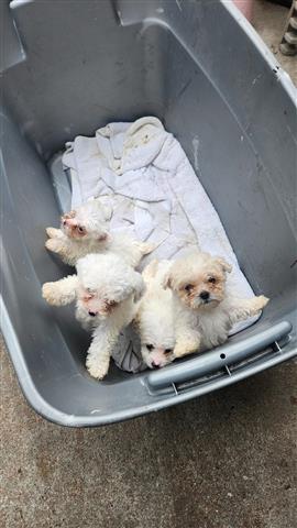 $500 : Maltese and  pure poodle image 9