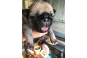 $350 : Cachorros de pug en venta thumbnail